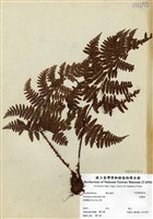 藏品(柄囊蕨)的圖片
